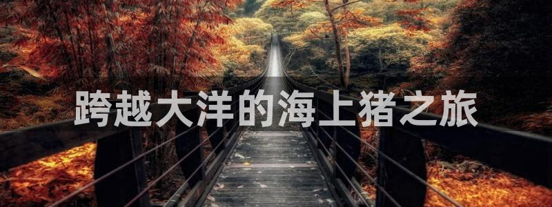 欢迎你来到公主的海岛